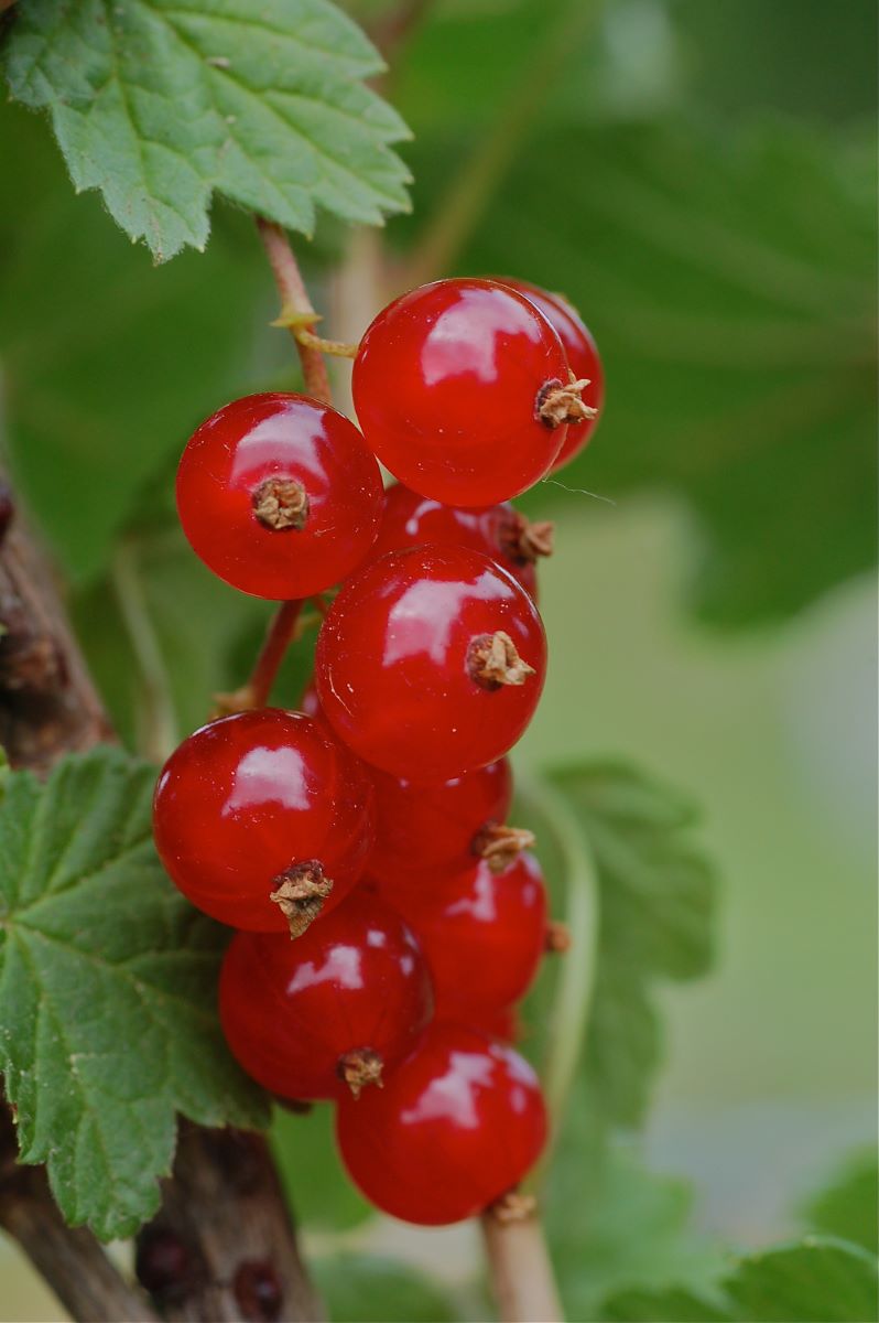 Rouge de Les Emibois-Muriaux