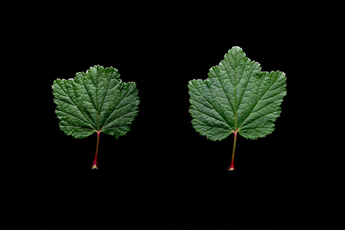 Rouge de Les Emibois-Muriaux