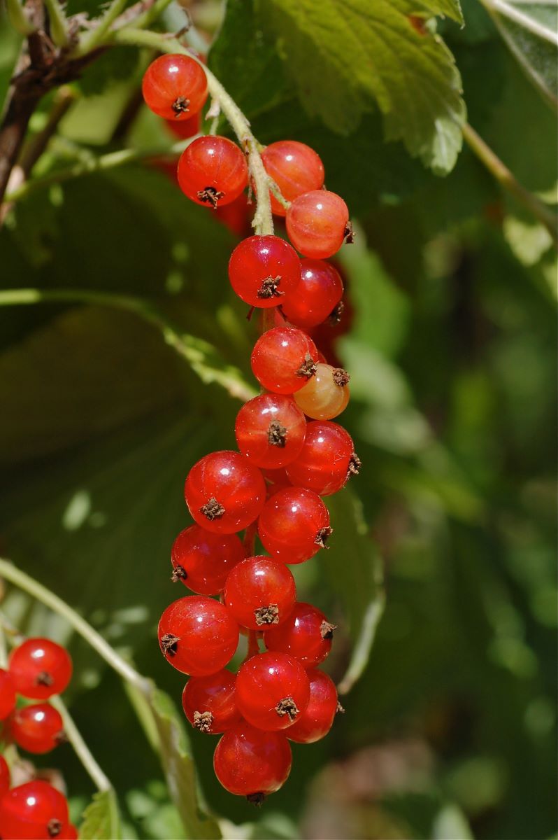 Rouge de Praz-de-Fort