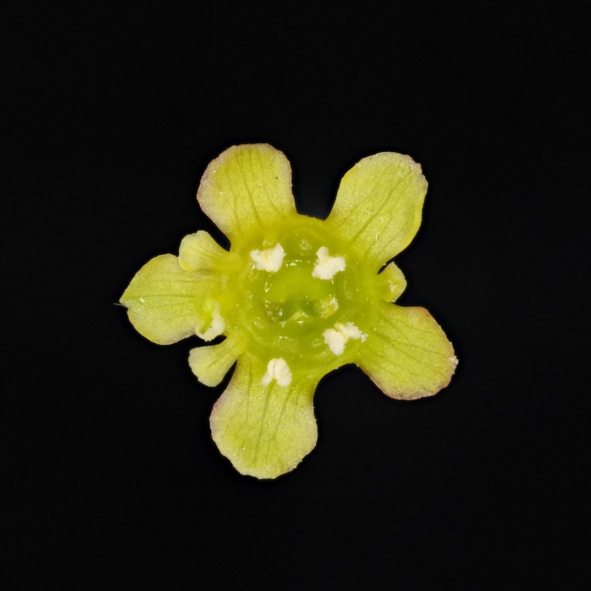 Rouge de Praz-de-Fort