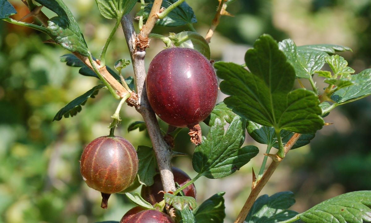 Rouge Noire de Bowil/Busswil
