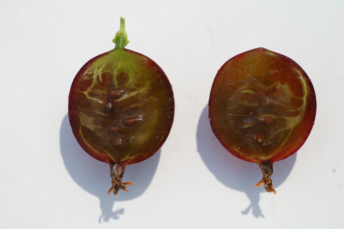 Rouge Noire de Bowil/Busswil