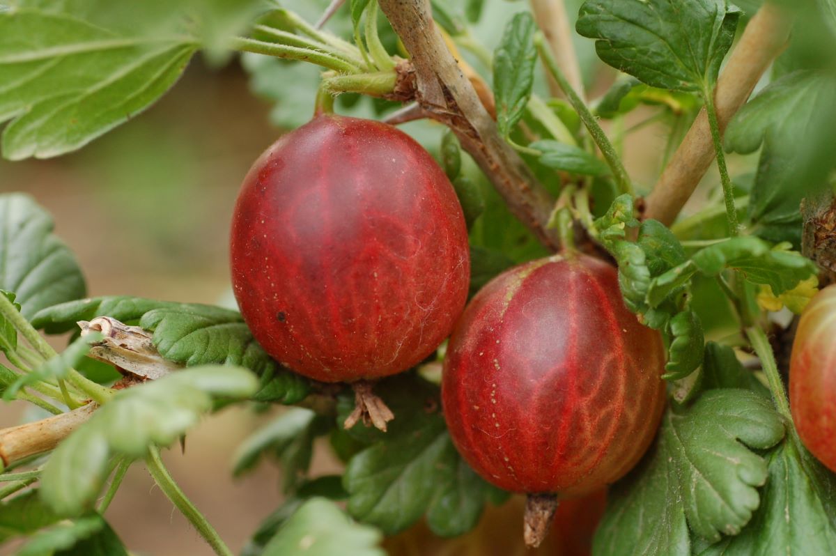Rote aus Rothenthurm