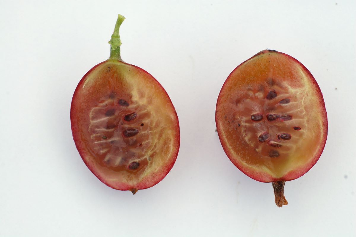 Rote aus Rothenthurm