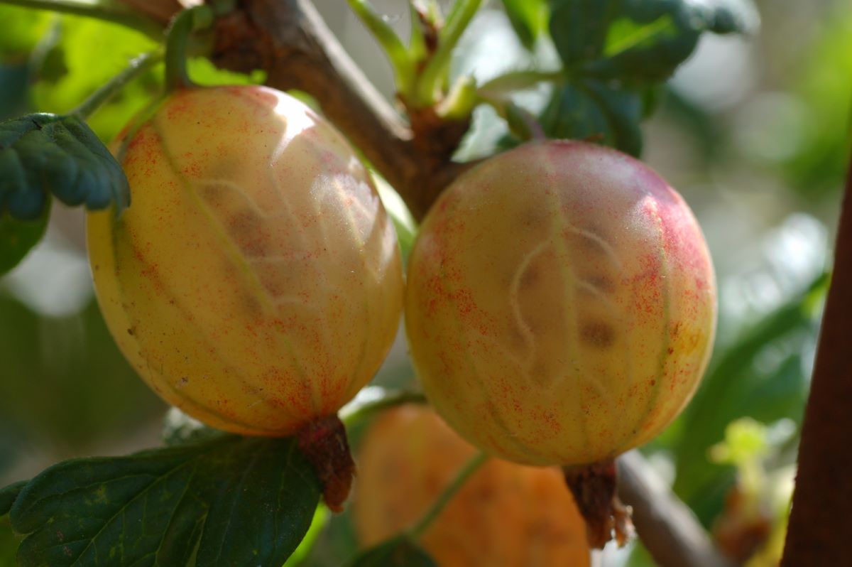 Rote aus Rothenthurm