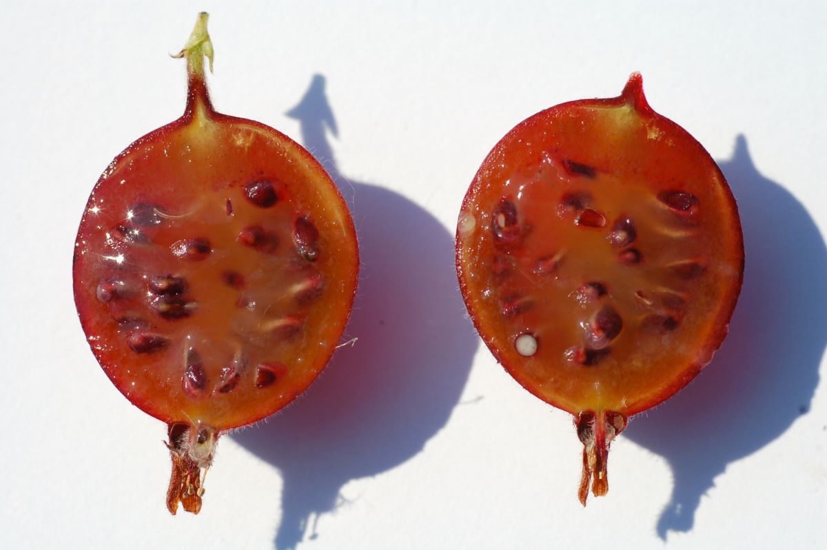 Rouge de Les Bayards