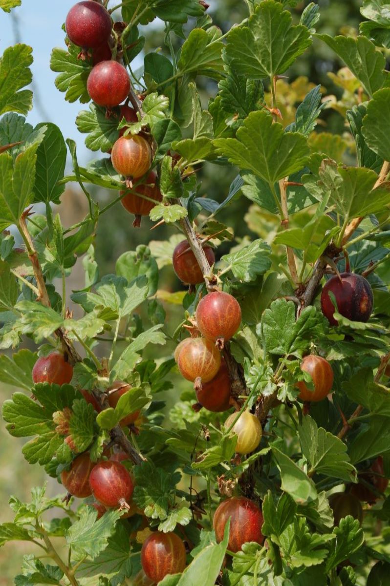 Rouge de Les Bayards