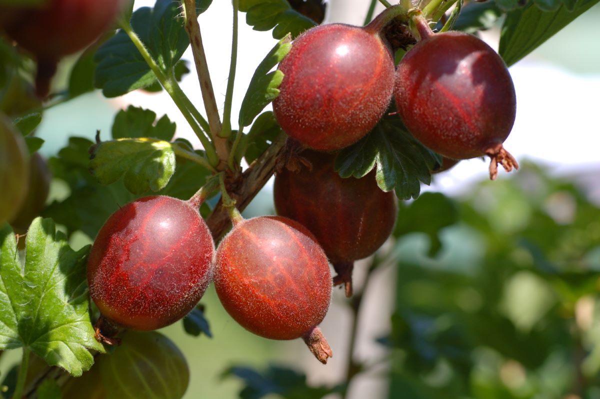 Rouge de Les Bayards