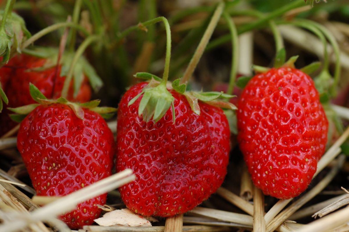 Noire Foncée d'Ettingen