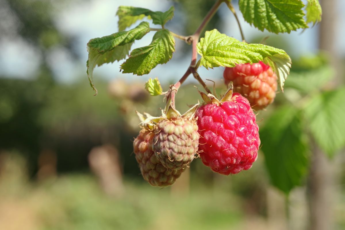 Rouge de Bergdietikon