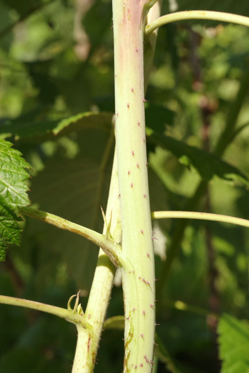 Rouge de Bergdietikon