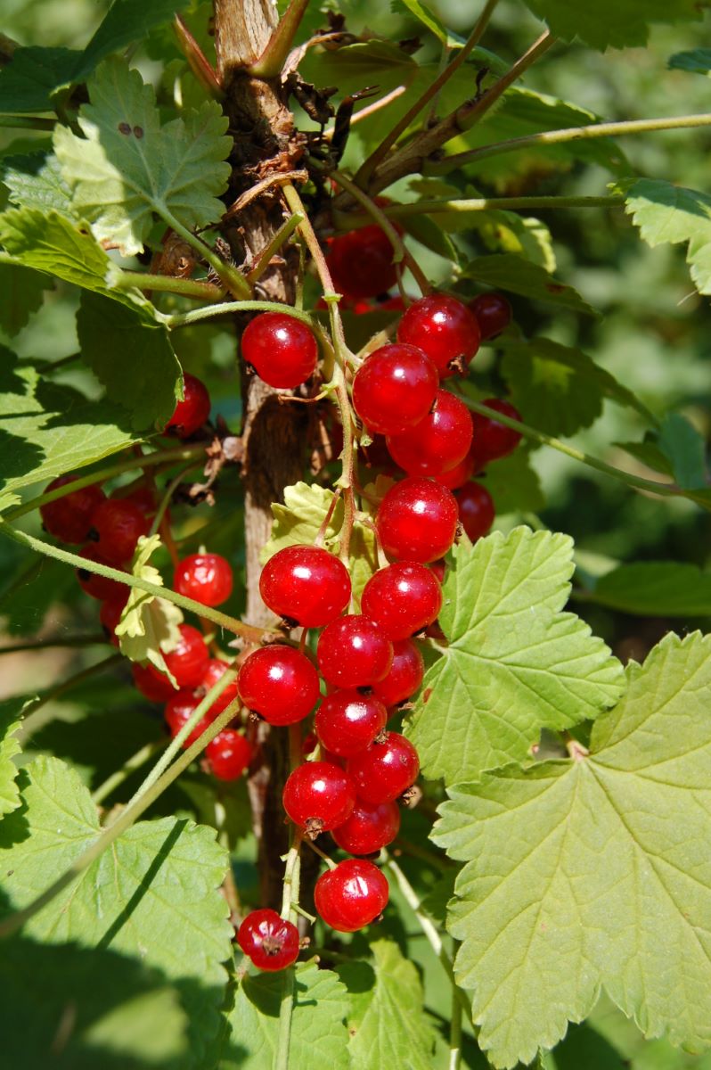 Hâtive de Bertin (?)