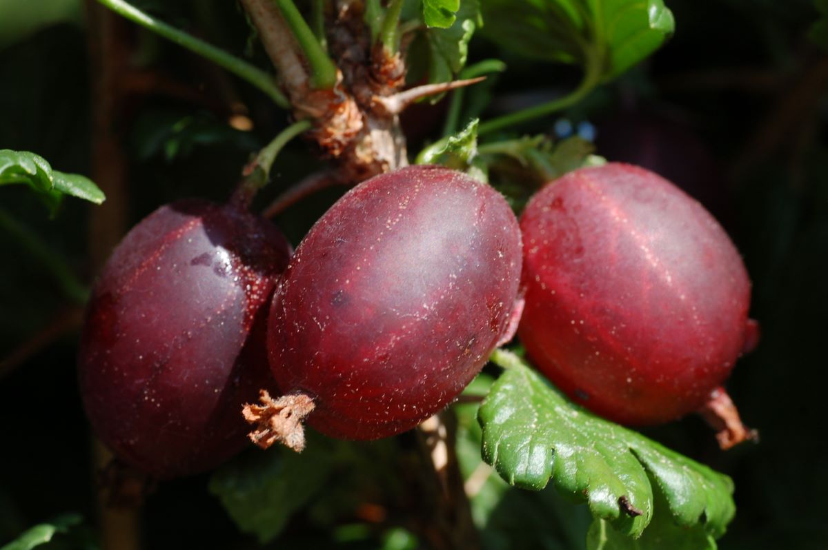 Rosso di Unterwasser