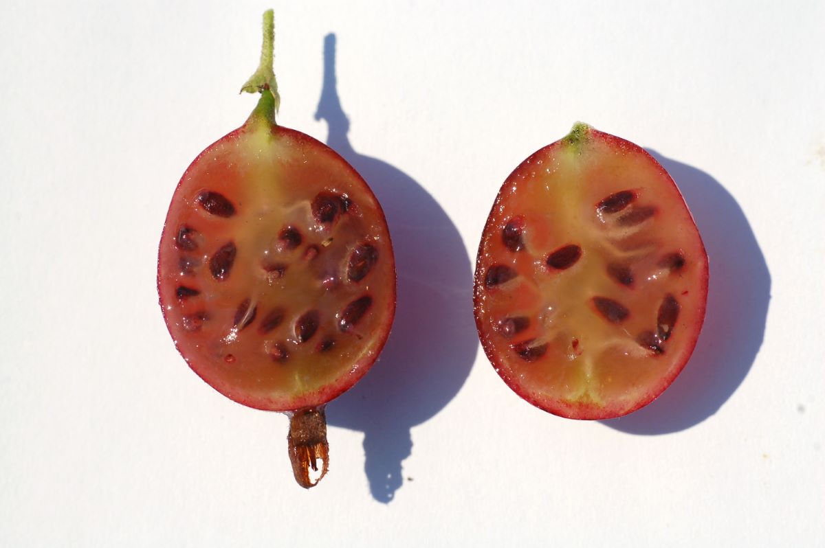 Rosso di Unterwasser