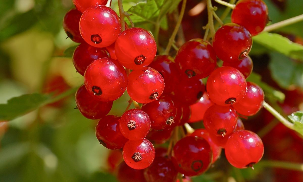 Rouge Précoce di Urtenen