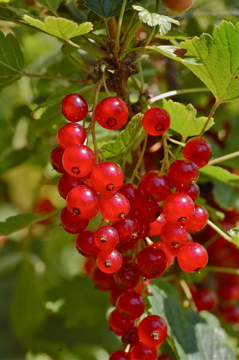 Rouge Précoce di Urtenen