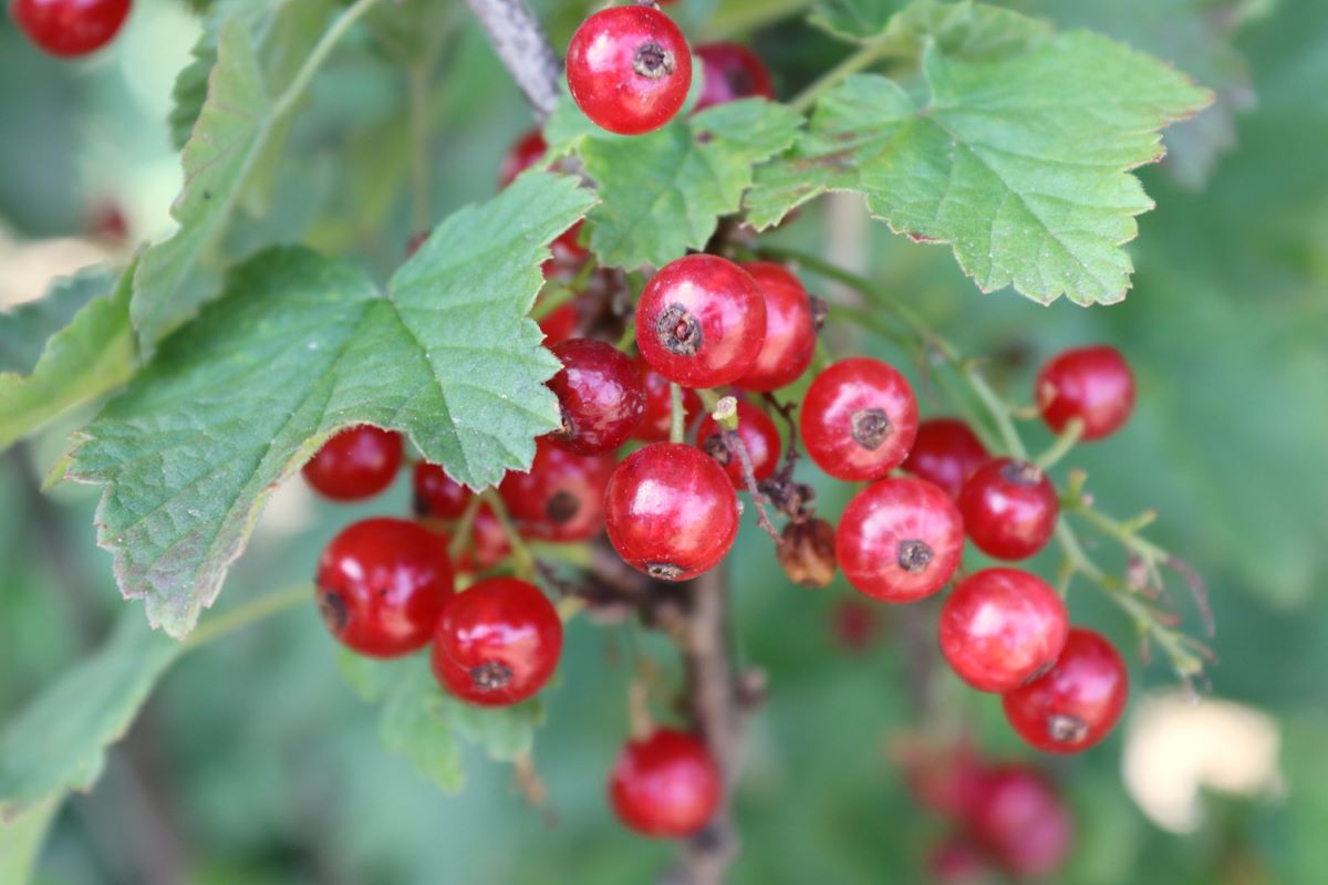Roter Sämling aus Romanshorn