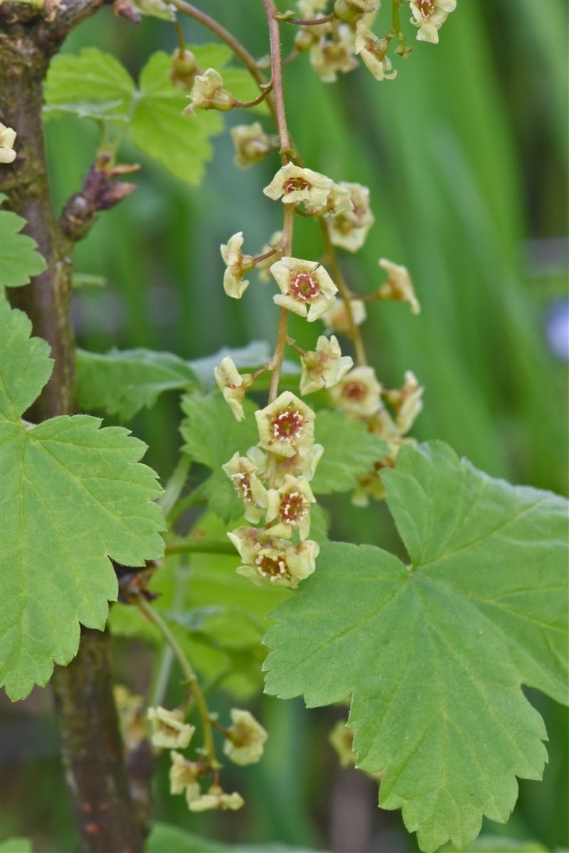 Rouge de Ringgenberg