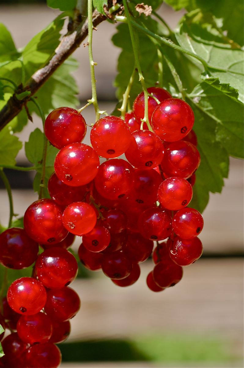 Rouge de Ringgenberg