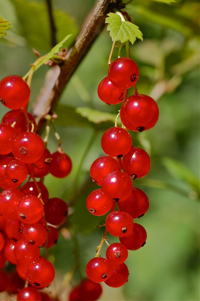 Frühe Rote aus Romanshorn