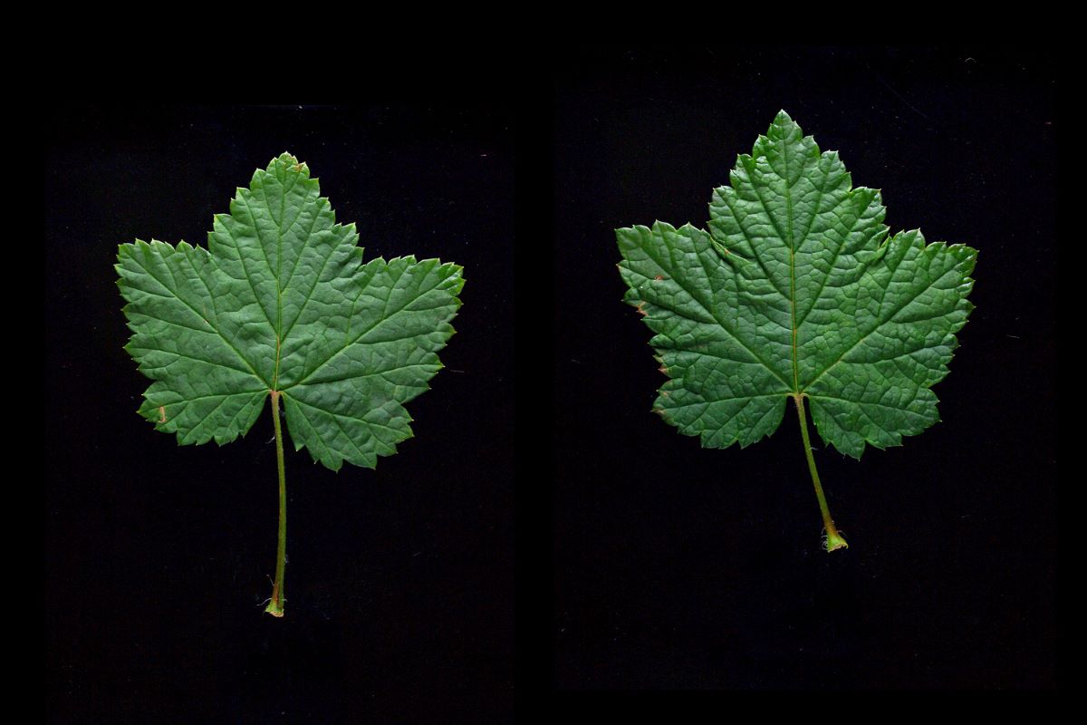 Frühe Rote aus Romanshorn