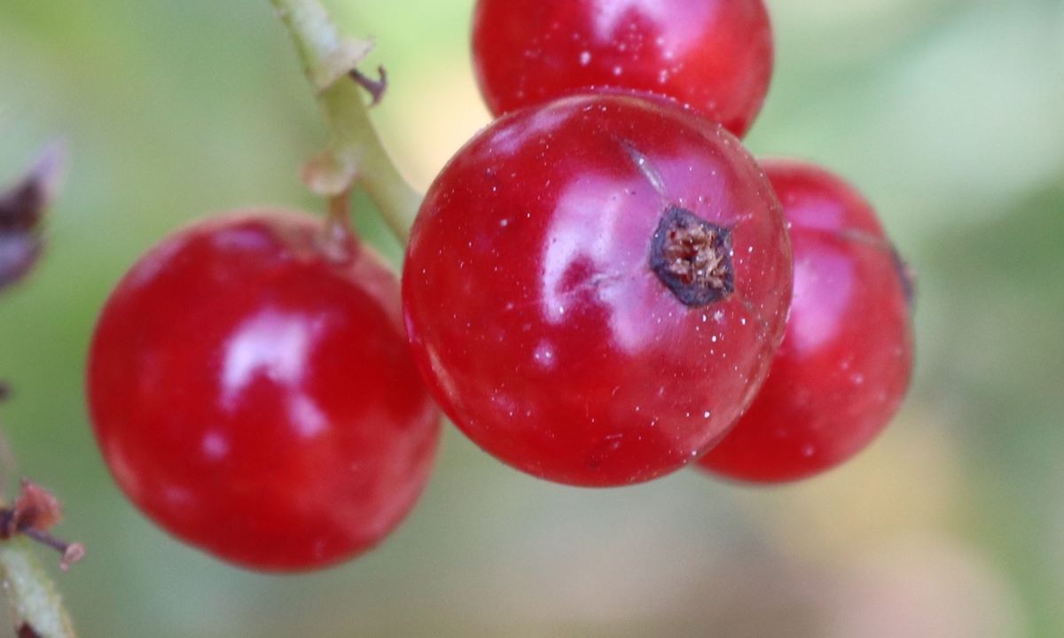 Aromatische Rote aus Riehen
