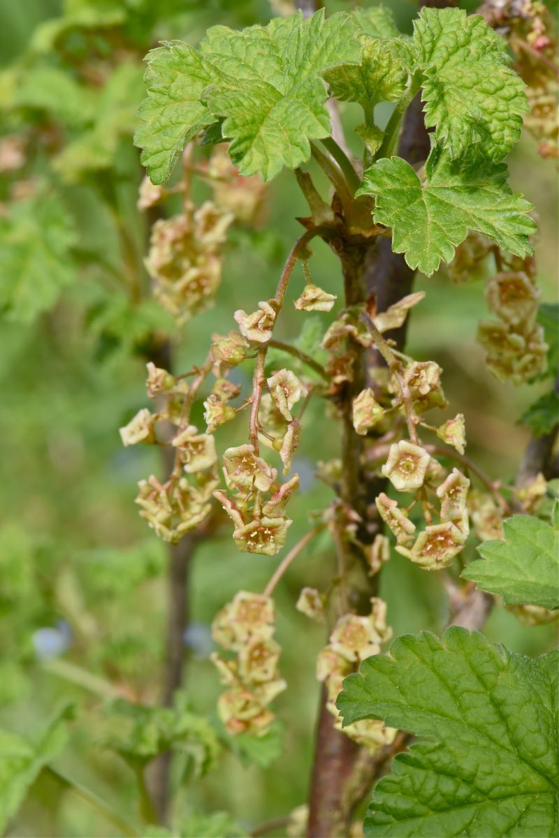 Aromatische Rote aus Riehen