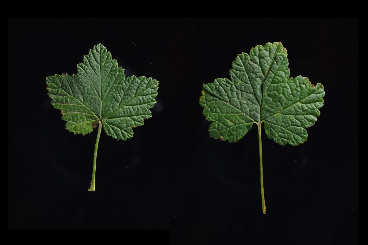 Aromatische Rote aus Riehen