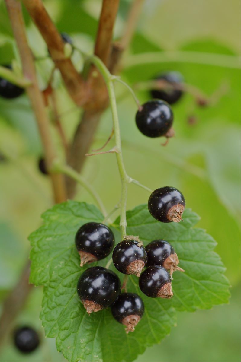 Brillante Noir di Orpund