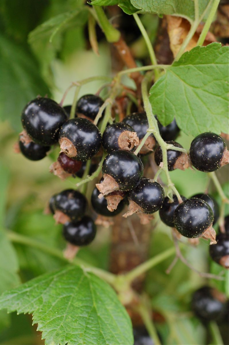 Noir à Grappes Courtes Zurich