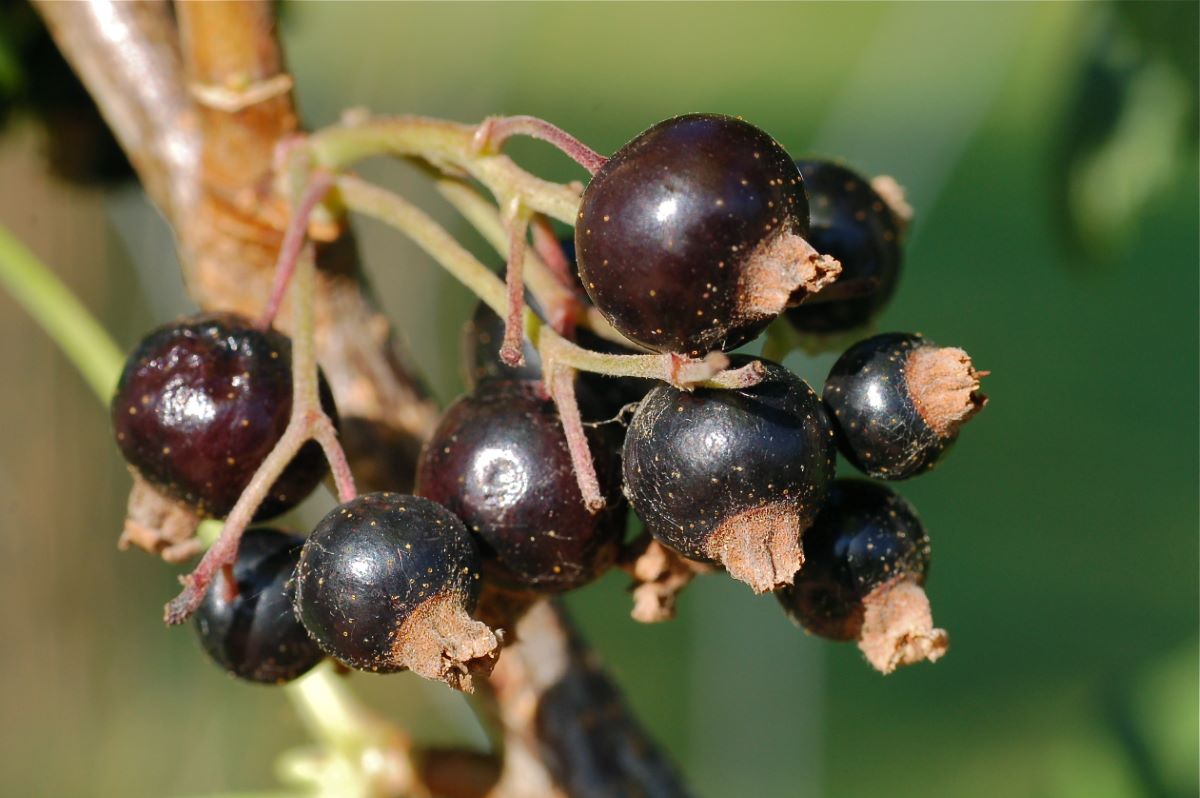 Noir à Grappes Courtes Zurich