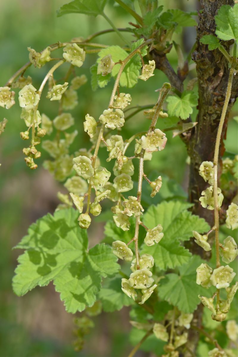 Riehen Rouge à Grappes Lâches