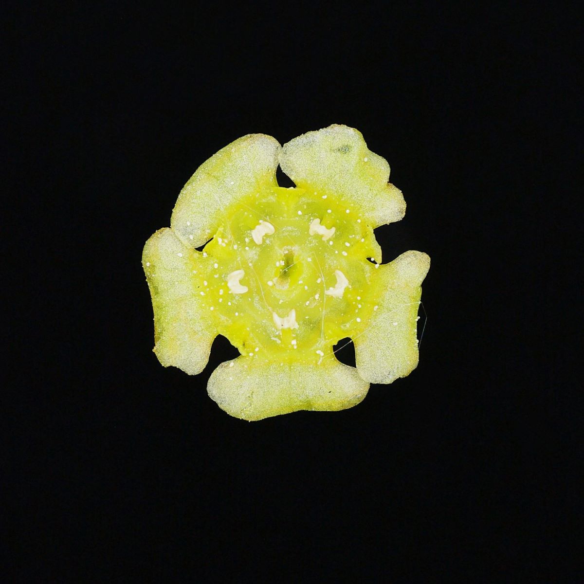 Riehen Rouge à Grappes Lâches