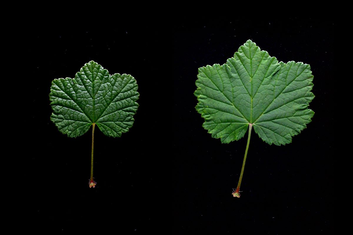 Riehen Rouge à Grappes Lâches