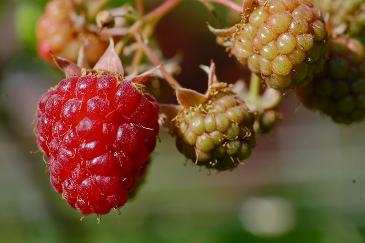 Einmaltragende aus Binningen