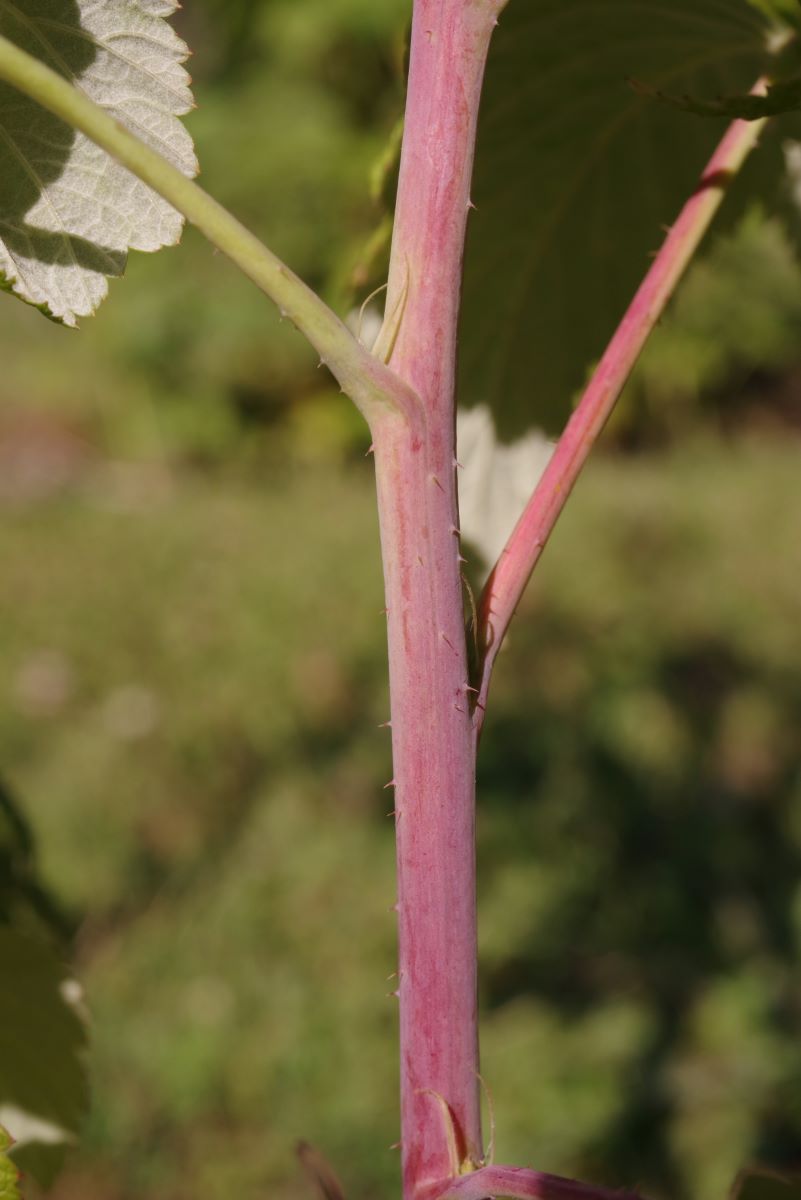 Einmaltragende aus Binningen