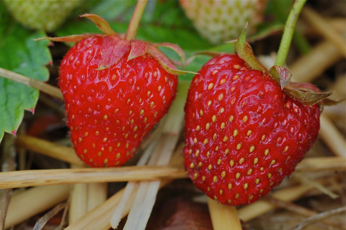 Rosso Scuro di Speicher