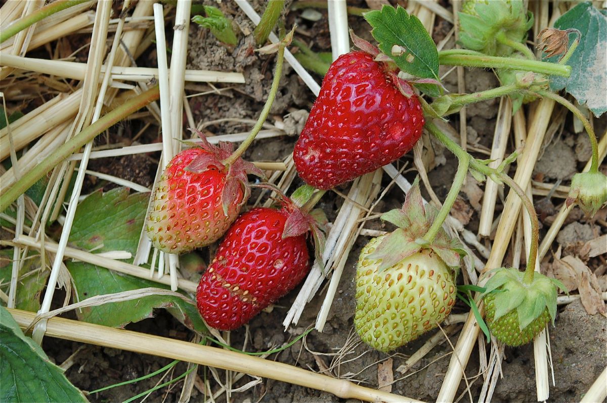 Rosso Scuro di Speicher