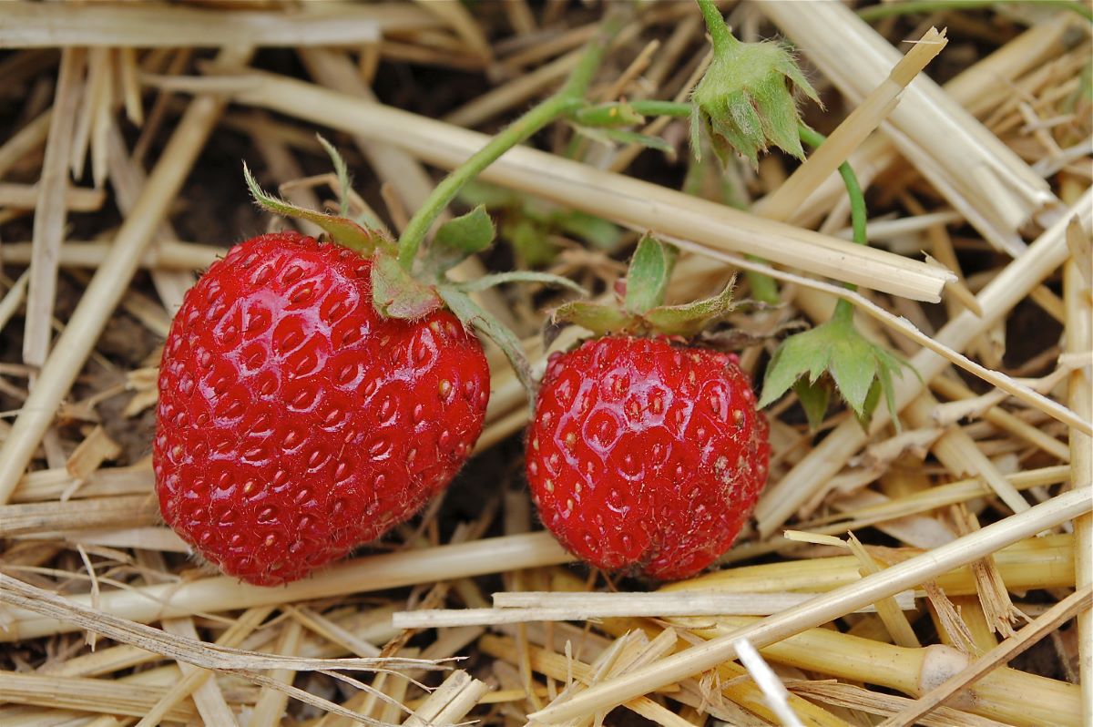 Rosso Scuro di Speicher