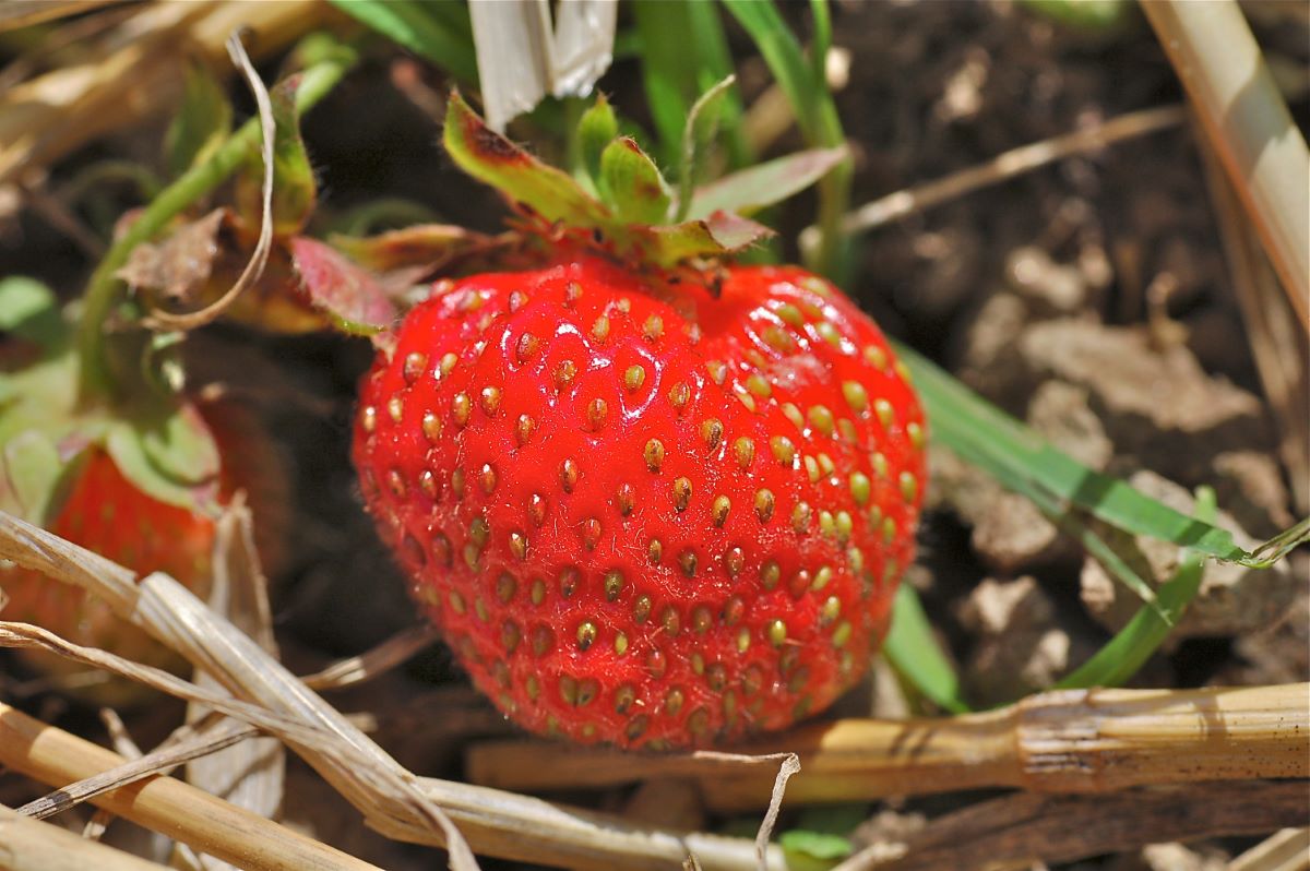 Rosso Scuro di Speicher