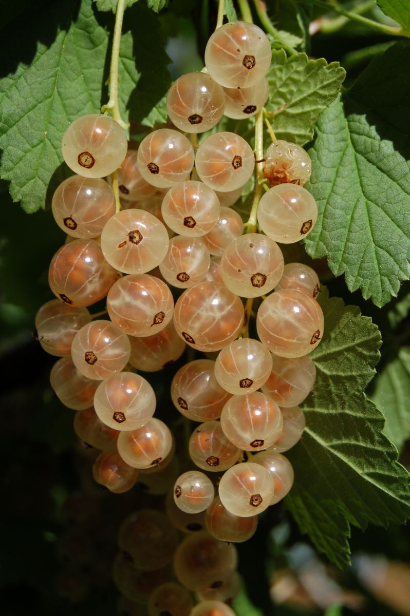 Blanche Douce Précoce