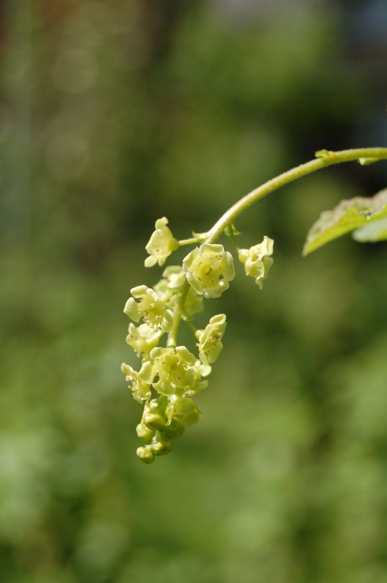 Blanche Douce Précoce