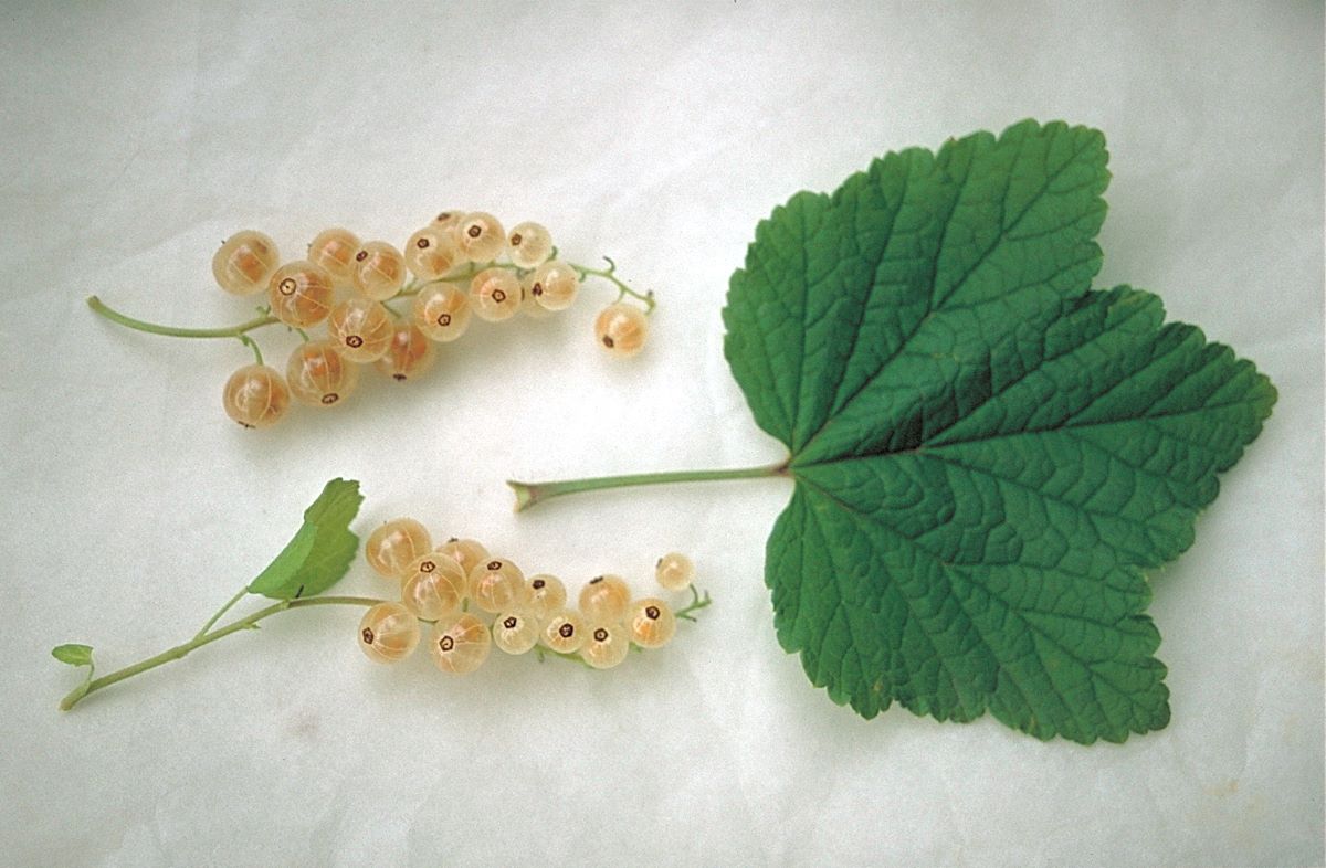 Blanche Douce Précoce