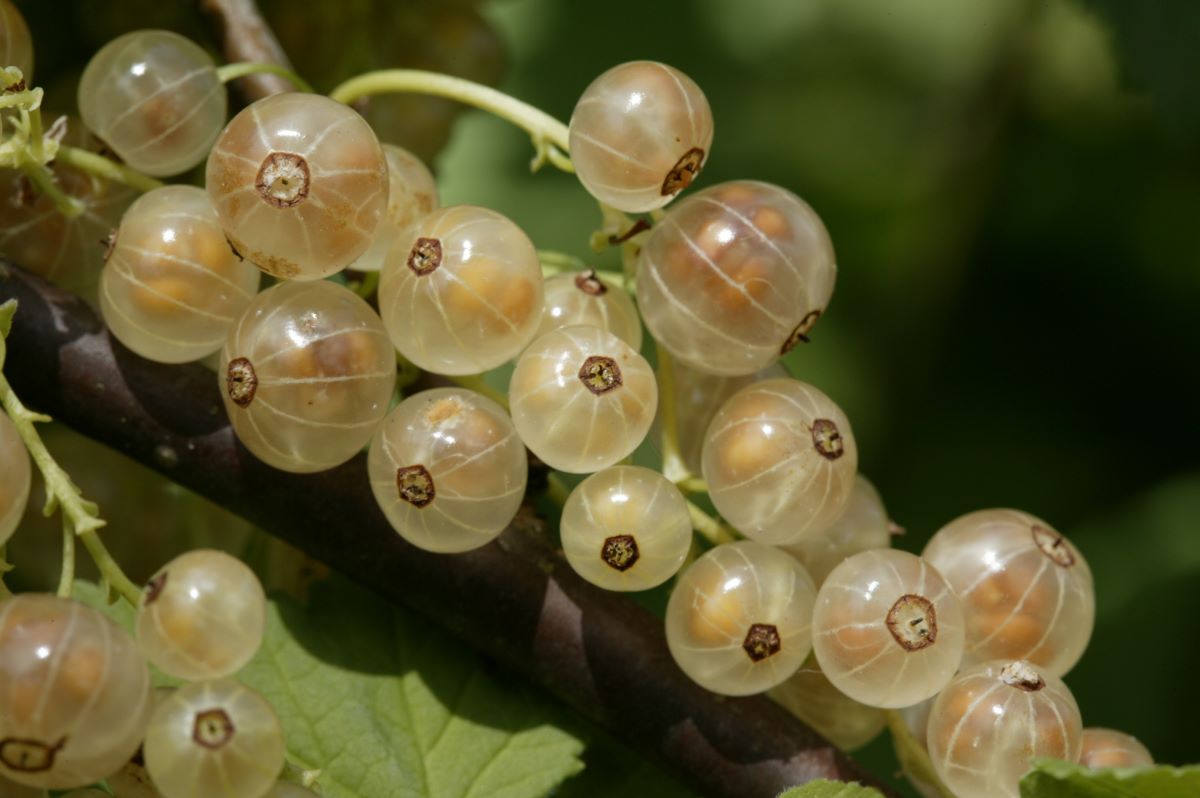 Blanche Douce Précoce