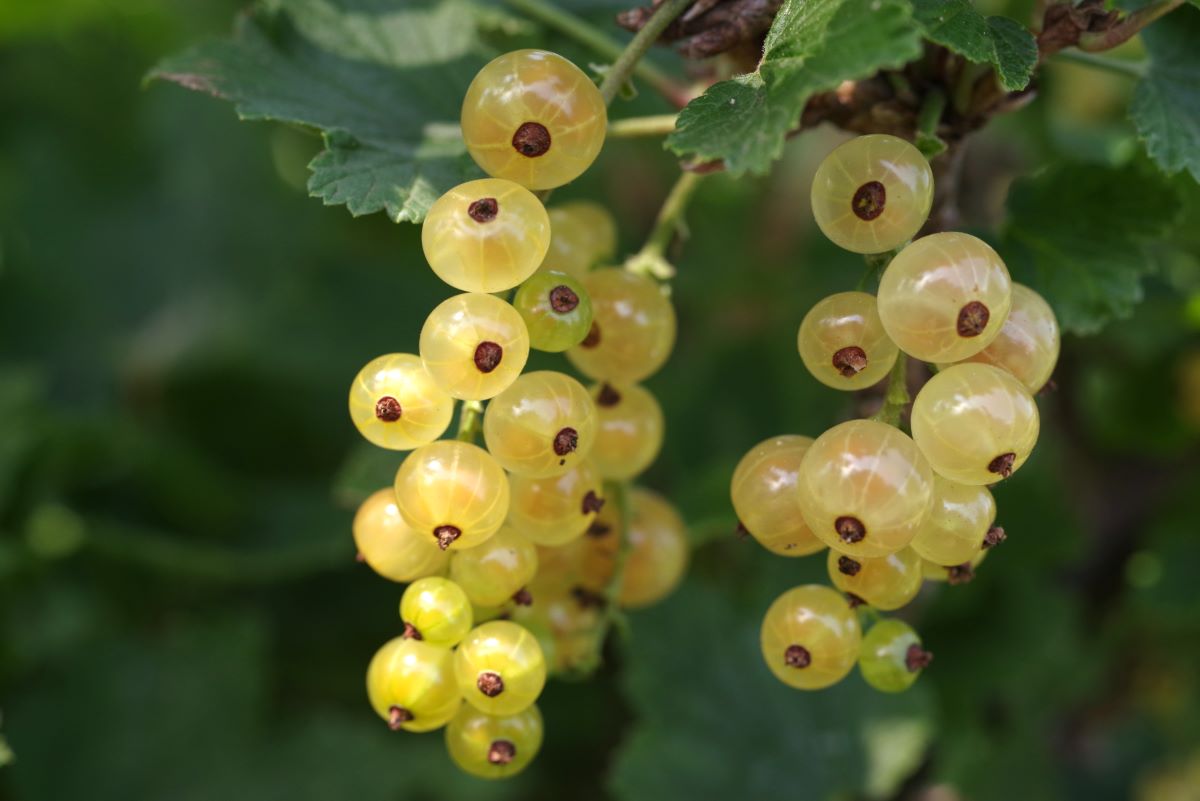 Späte Weisse aus Lavin