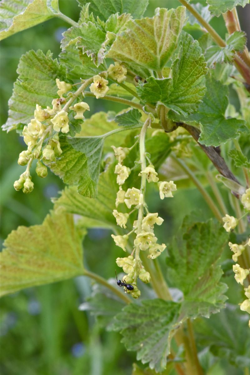 Späte Weisse aus Lavin