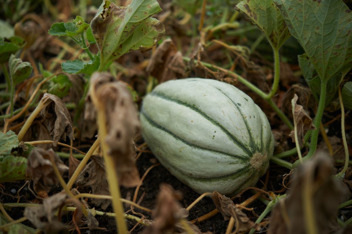 Colossal Muskmelon