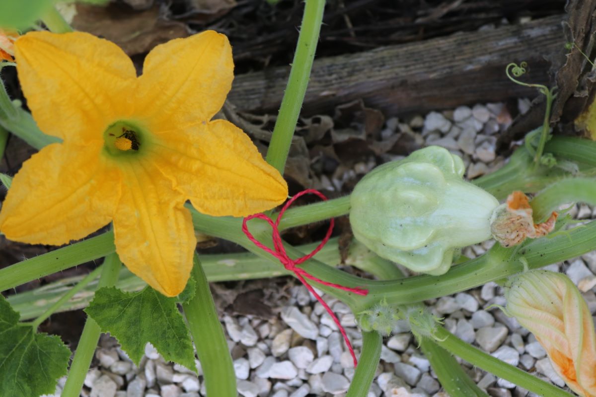 Yugoslavian Finger Fruit