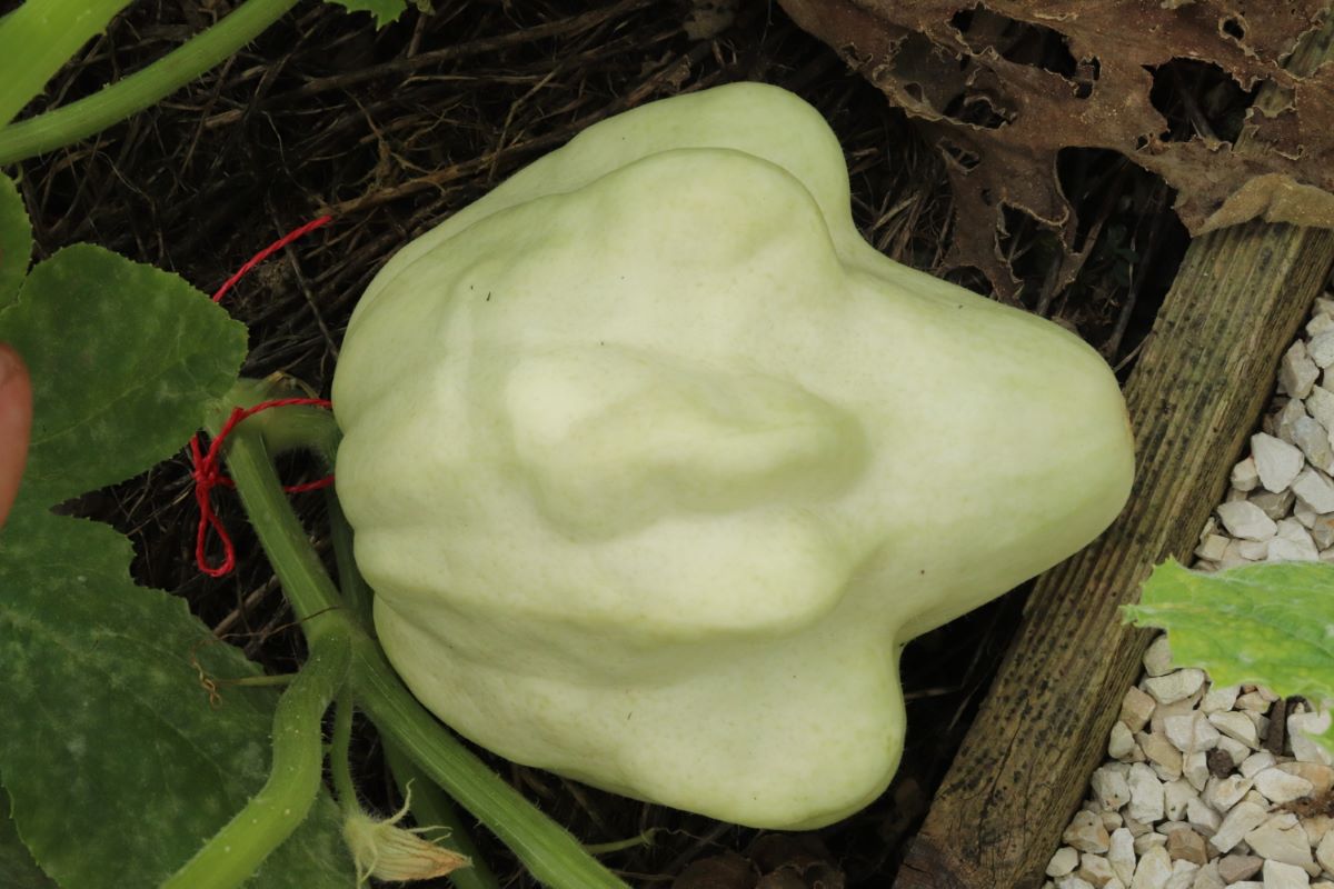 Yugoslavian Finger Fruit