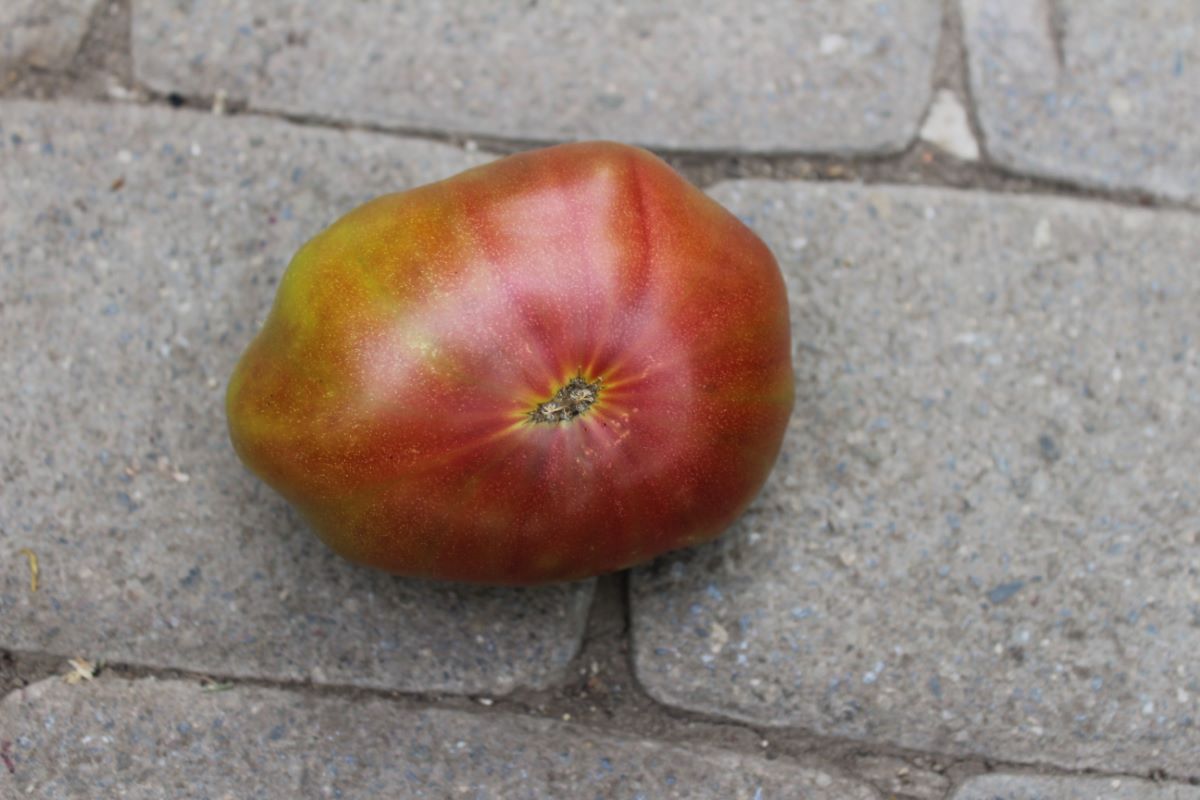 Ananas Noir